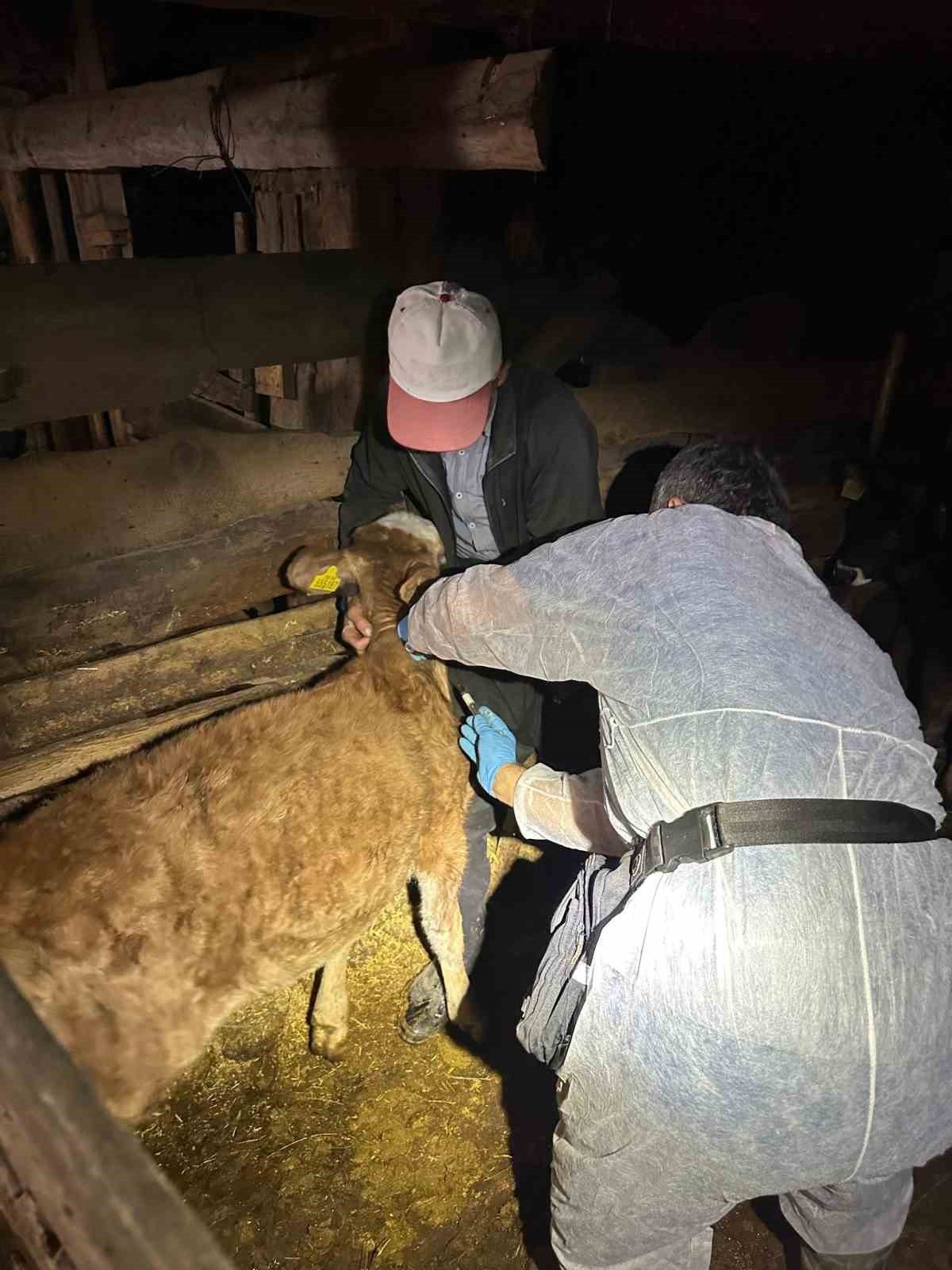 Artvin’de şap hastalığı nedeniyle 4 ilçede canlı hayvan ticaretine kısıtlama geldi