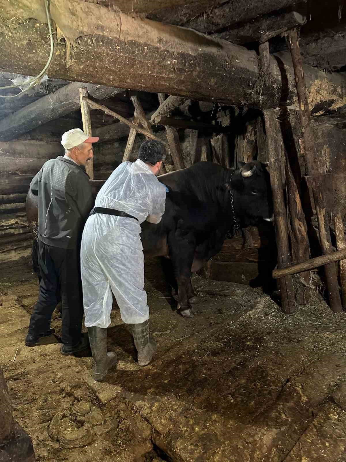 Artvin’de şap hastalığı nedeniyle 4 ilçede canlı hayvan ticaretine kısıtlama geldi