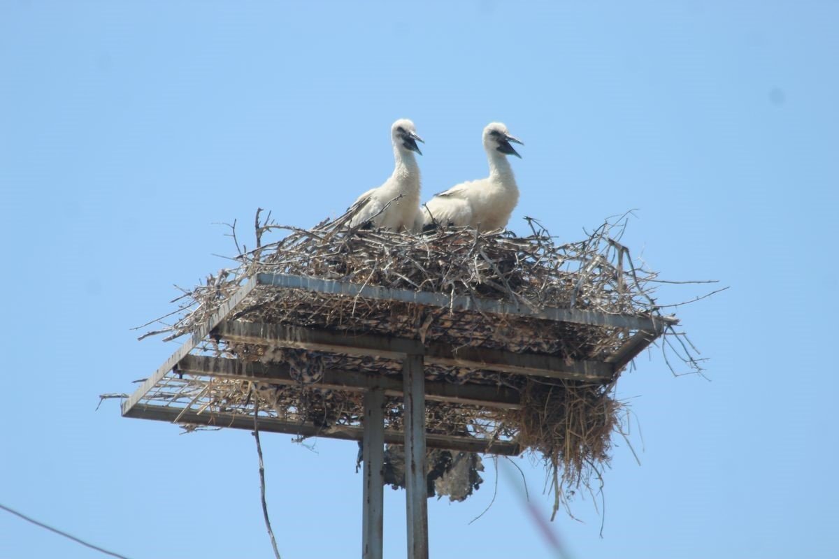 Elektrik telinden taşınan leylek yuvasındaki yavrular yumurtalardan çıktı
