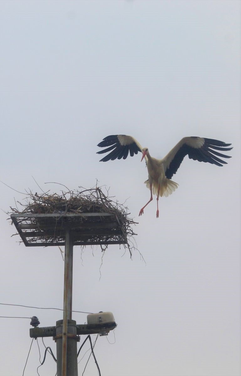 Elektrik telinden taşınan leylek yuvasındaki yavrular yumurtalardan çıktı