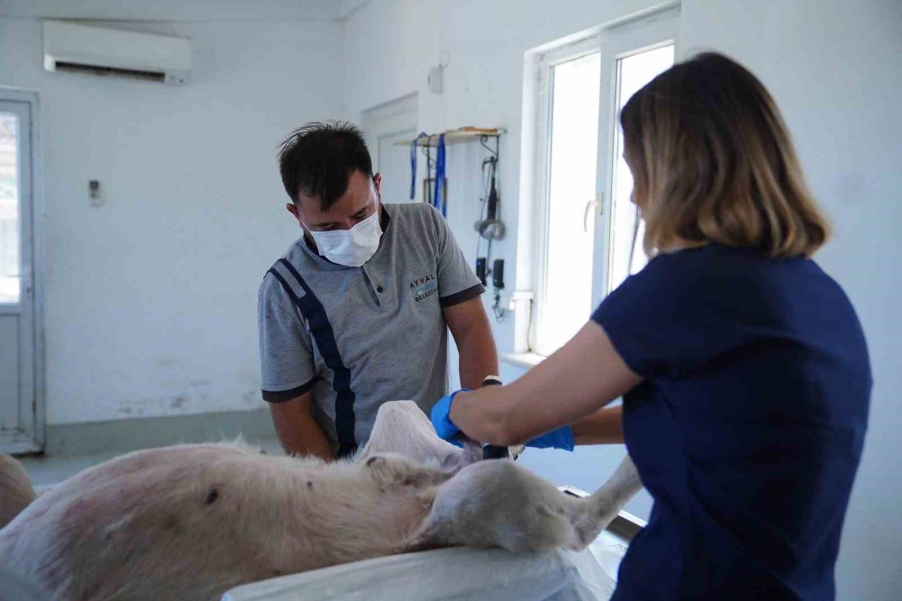 Ayvalık Belediyesi sokaktaki can dostların da yanında