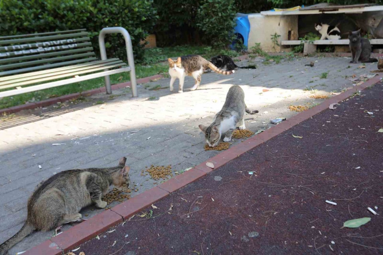 Bayraklı’da can dostlar için bir kap su kampanyası