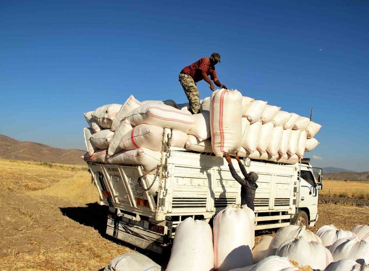 Çiftçilerin zorlu hasat telaşı