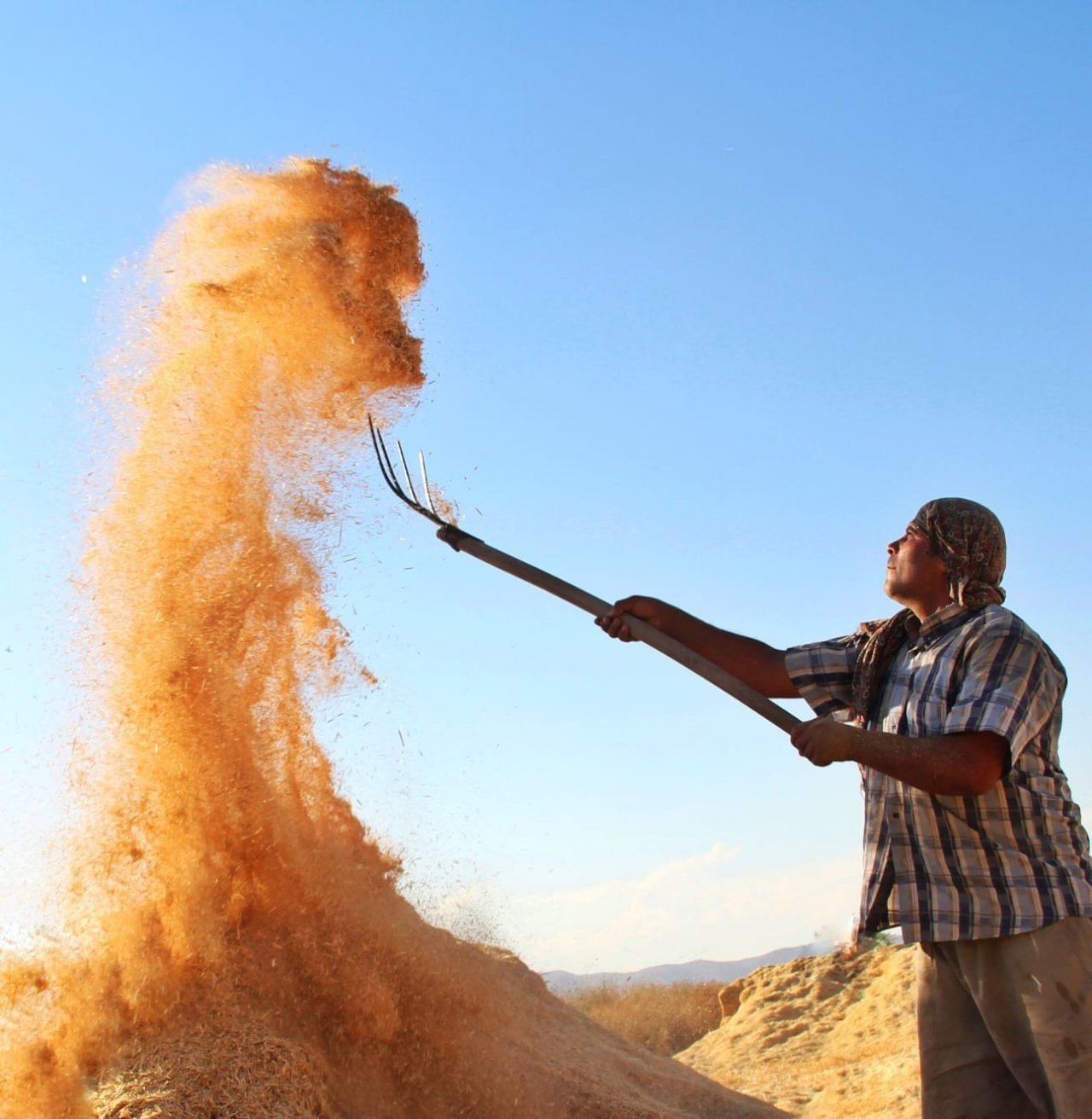 Çiftçilerin zorlu hasat telaşı
