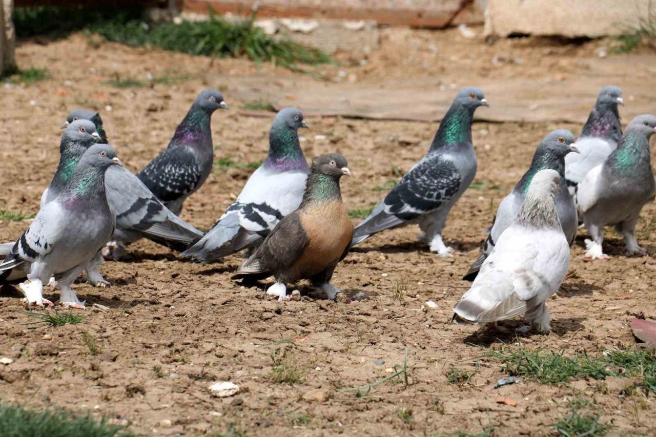 Vazgeçilmeyen bir tutku, saatlerce yanlarında bekliyorlar