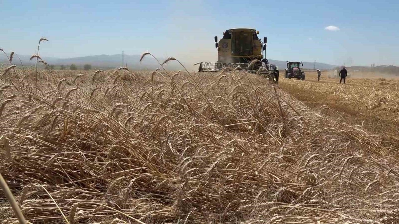 Gökhöyük’te buğday hasadı bereketli başladı: 5 bin ton üretim bekleniyor