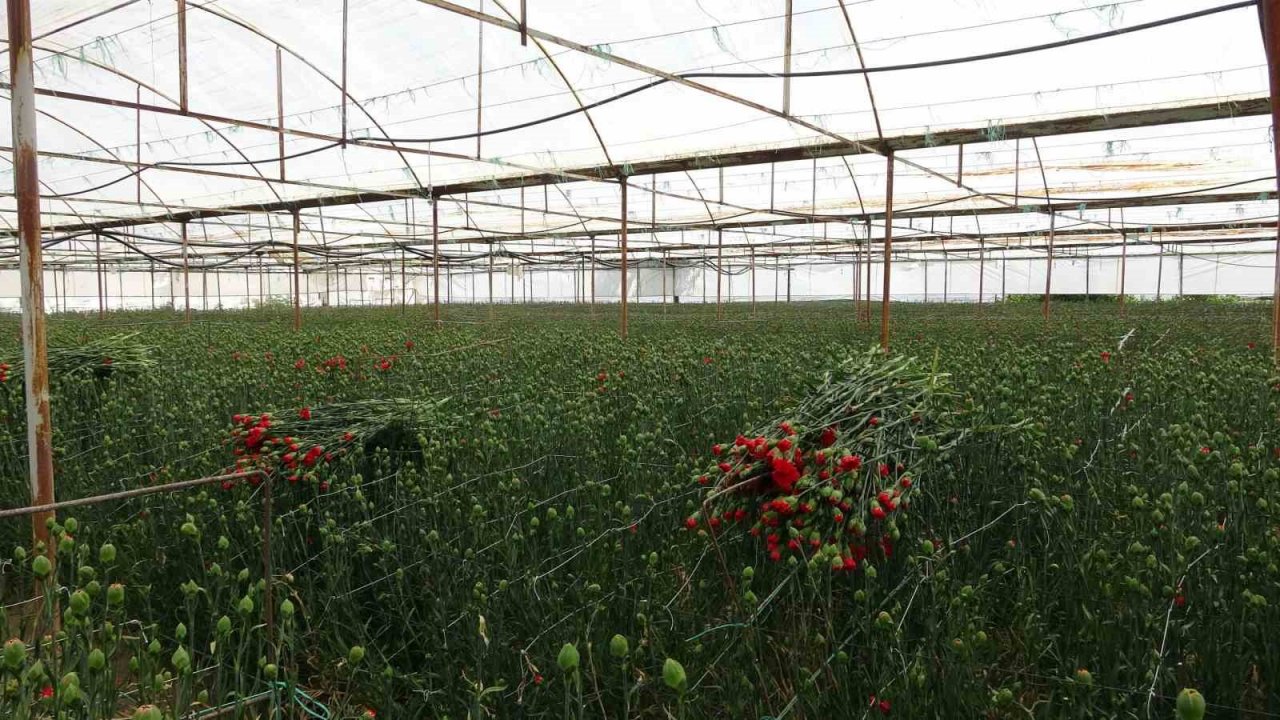 Isparta’nın karanfilleri Avrupa’yı renklendiriyor