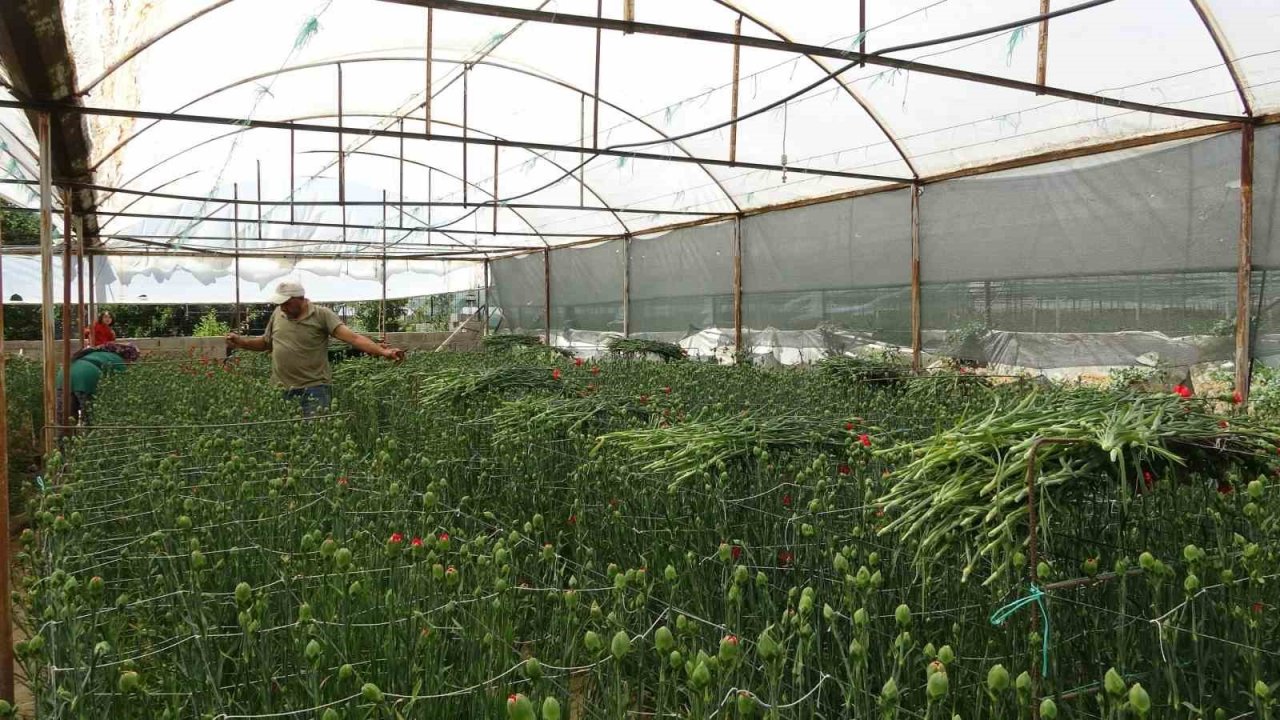 Isparta’nın karanfilleri Avrupa’yı renklendiriyor