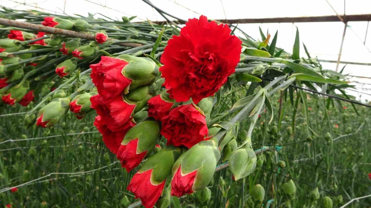 Isparta’nın karanfilleri Avrupa’yı renklendiriyor