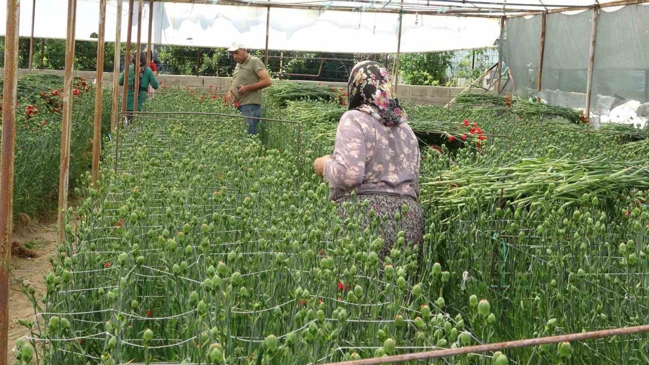 Isparta’nın karanfilleri Avrupa’yı renklendiriyor