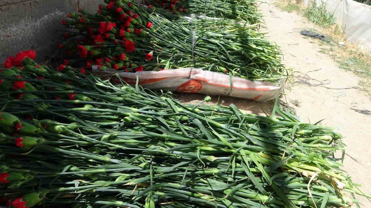 Isparta’nın karanfilleri Avrupa’yı renklendiriyor