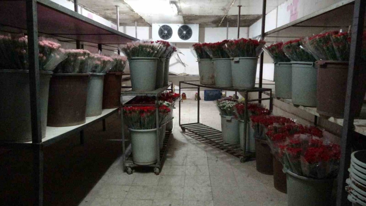 Isparta’nın karanfilleri Avrupa’yı renklendiriyor