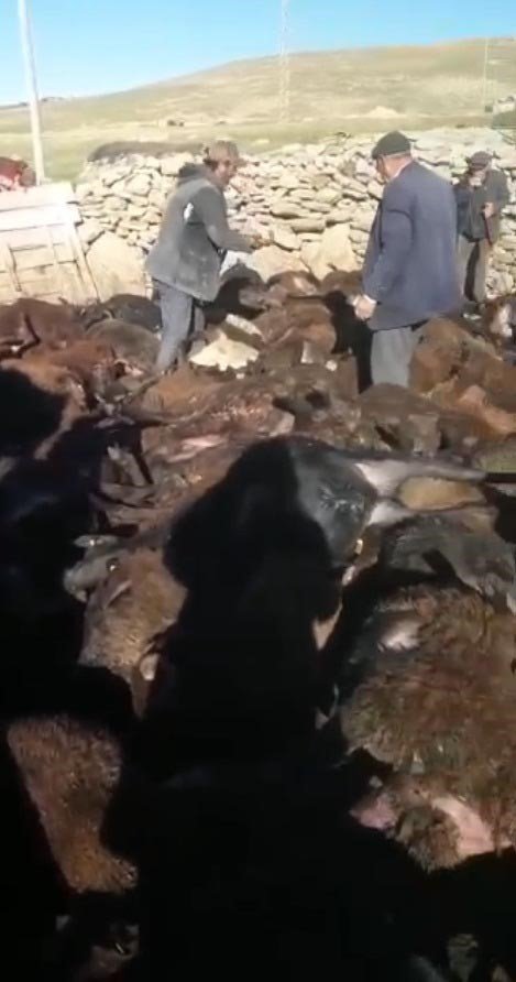 Kağızman’da kurt dehşeti