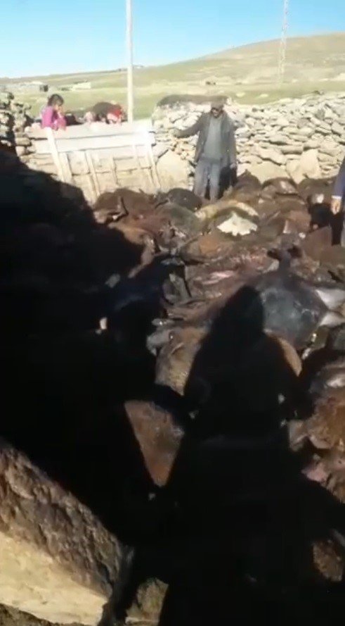 Kağızman’da kurt dehşeti