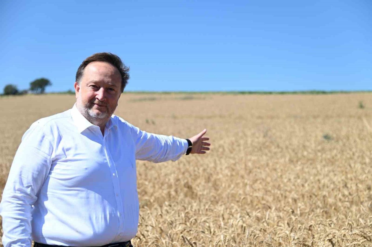 Karesi Belediyesi’nin buğdayları hasat ediliyor