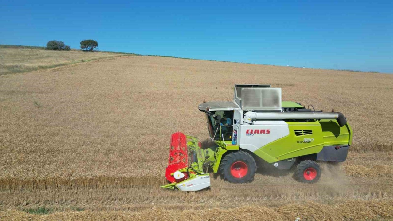 Karesi Belediyesi’nin buğdayları hasat ediliyor