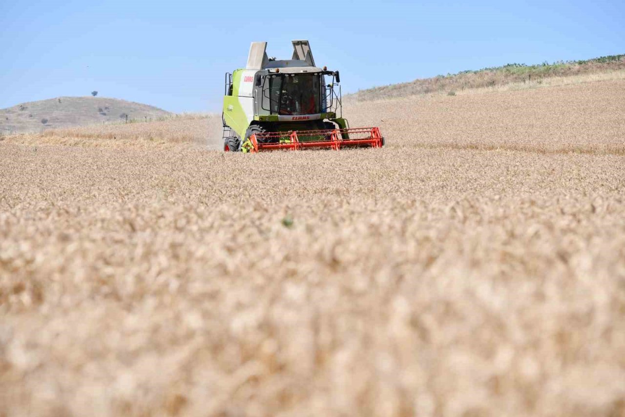 Karesi Belediyesi’nin buğdayları hasat ediliyor
