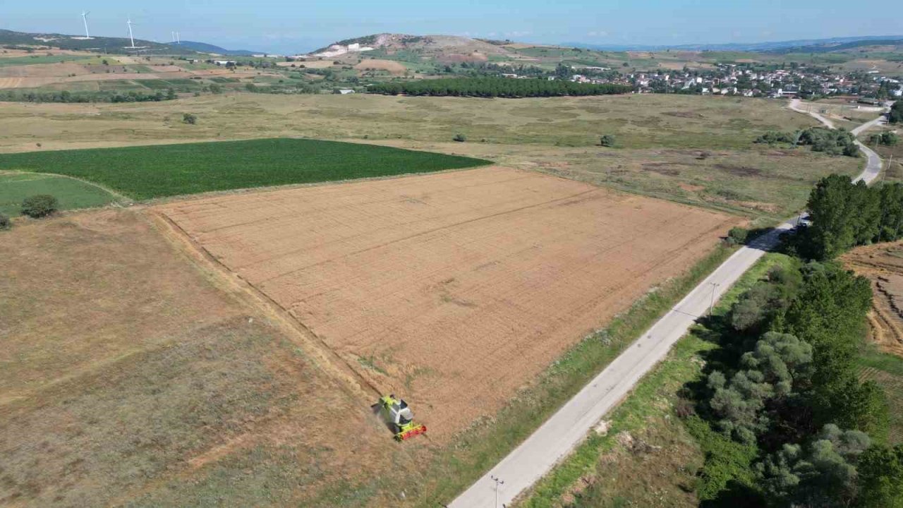 Karesi Belediyesi’nin buğdayları hasat ediliyor