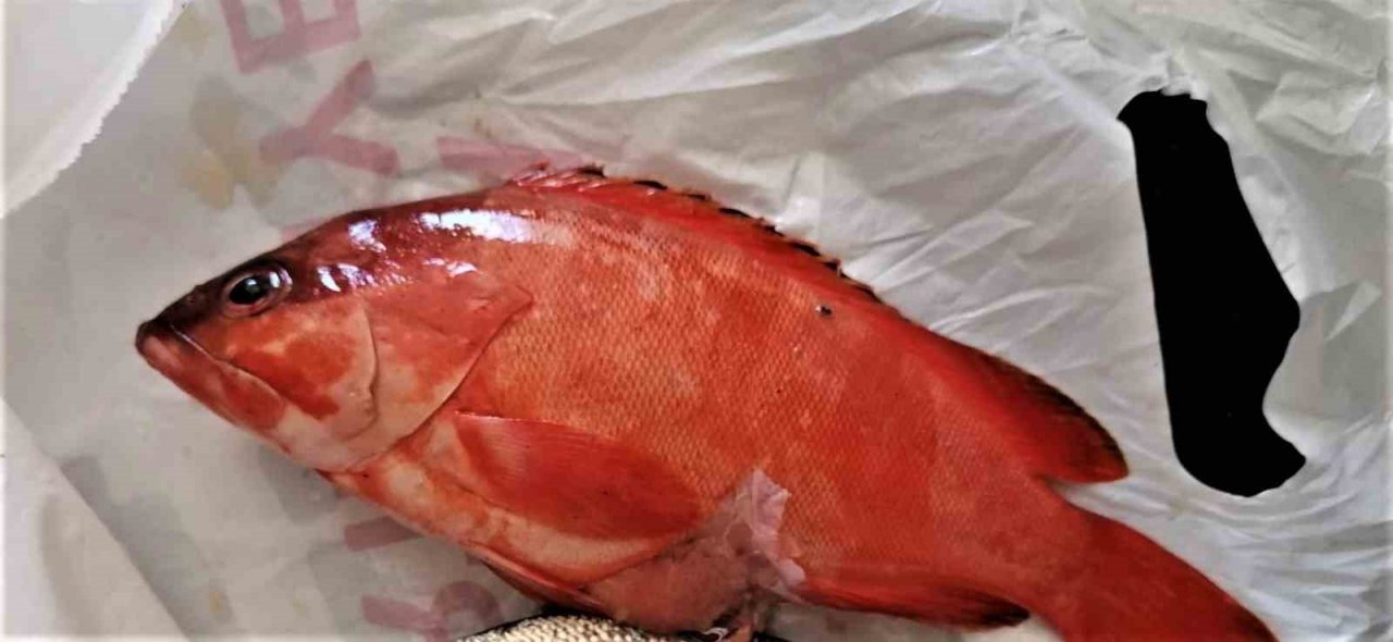 Kızıldeniz’den Akdeniz’e geçen tür sayısı 70 oldu, Karadeniz türleri tehlike altında