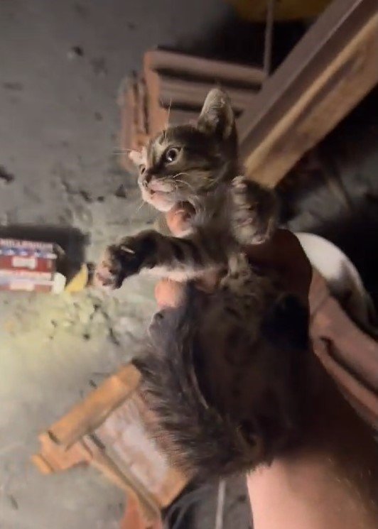 İtfaiye eri iple indi, yavru kedi mahsur kaldığı yerden böyle kurtarıldı