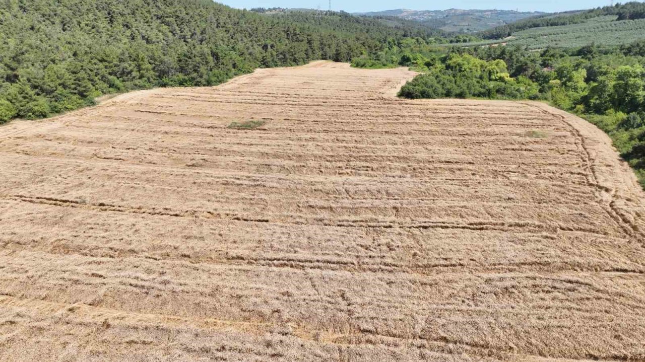 Mudanya’da buğday hasadı zamanı