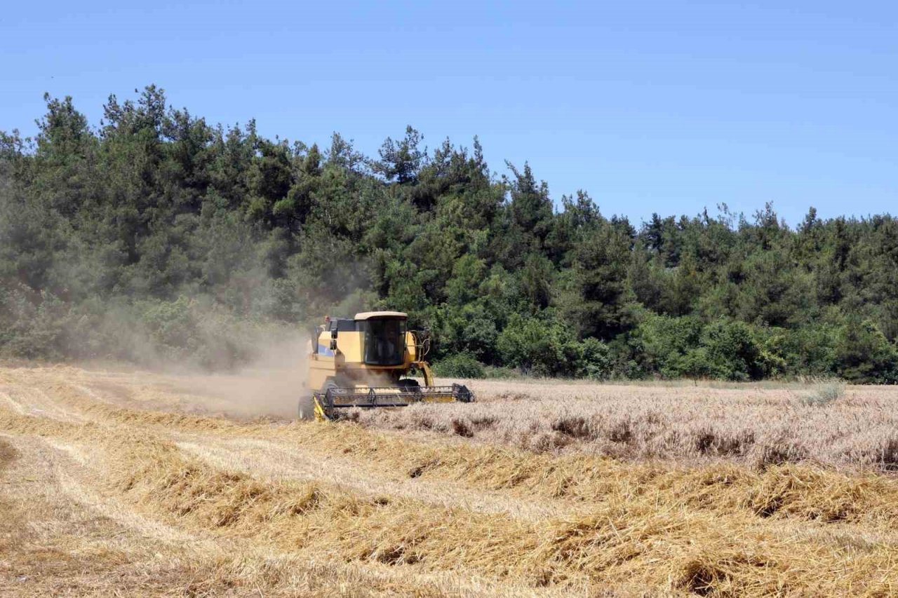 Mudanya’da buğday hasadı zamanı