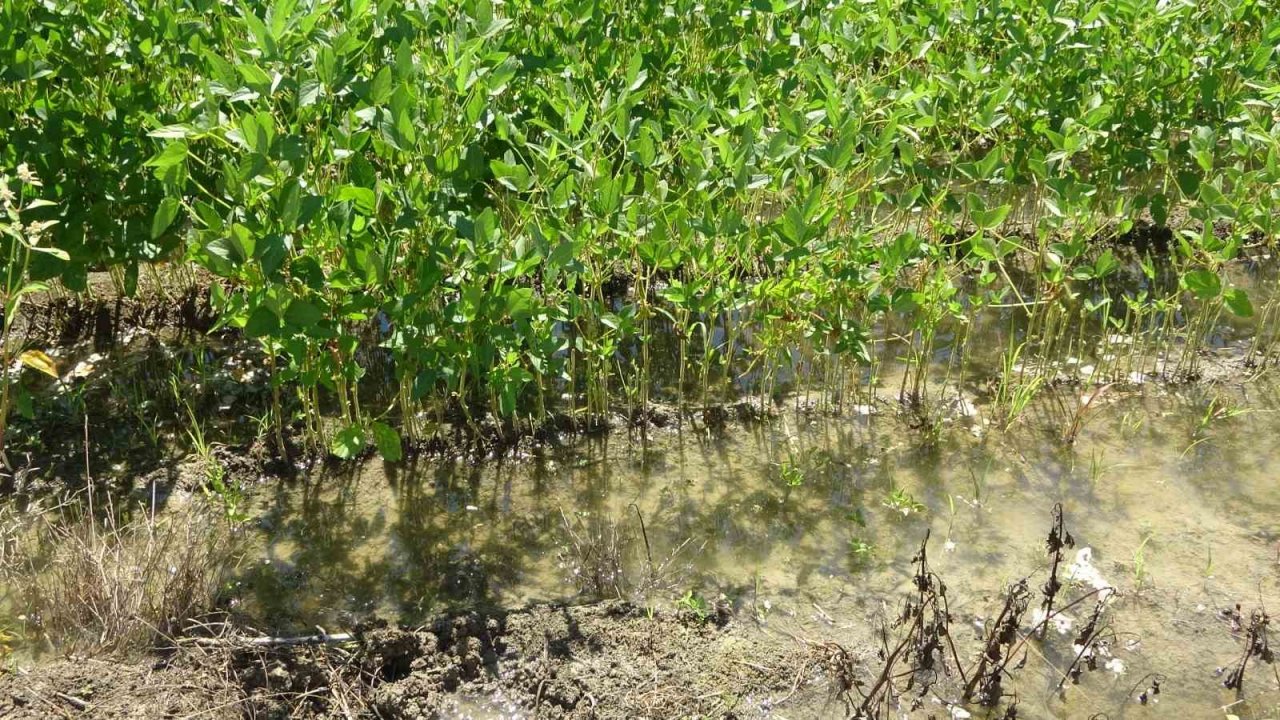 Otomasyon sulama sistemi ile devlet destekli soya üretimine başlandı