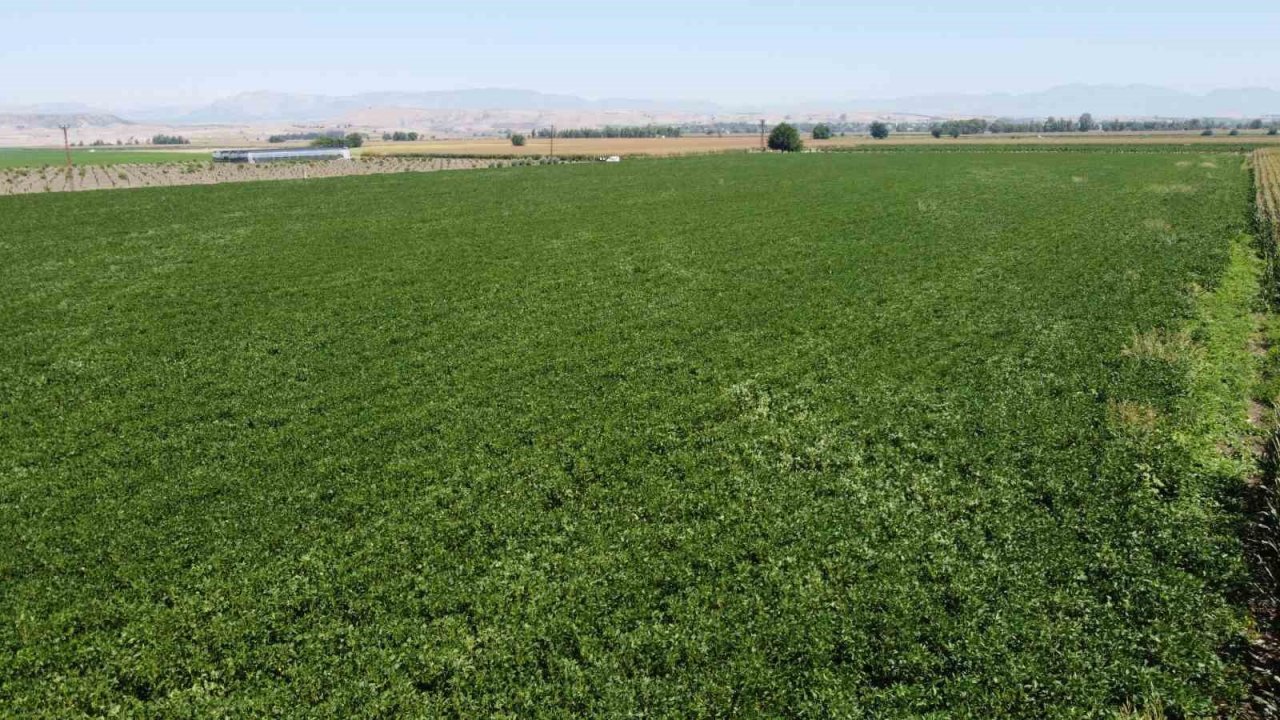 Otomasyon sulama sistemi ile devlet destekli soya üretimine başlandı