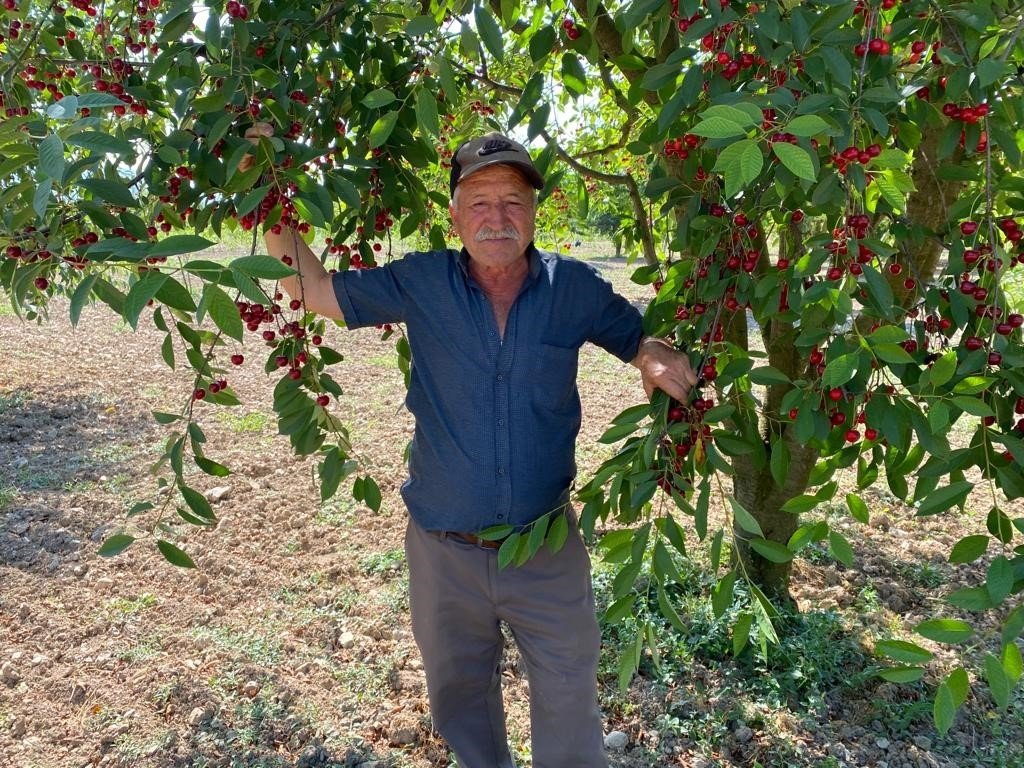 Vişne fiyatı üreticisini sevindirdi