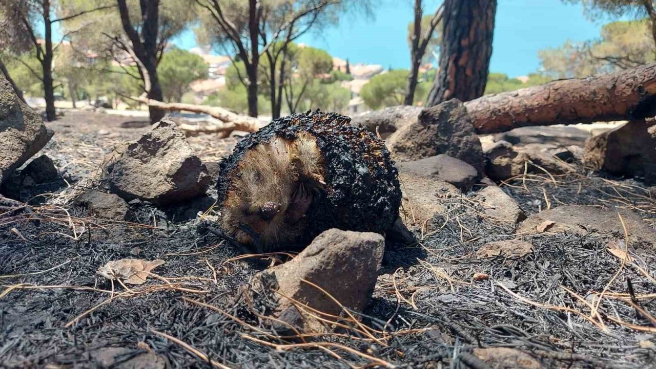 Söndürüldükçe alevleniyor