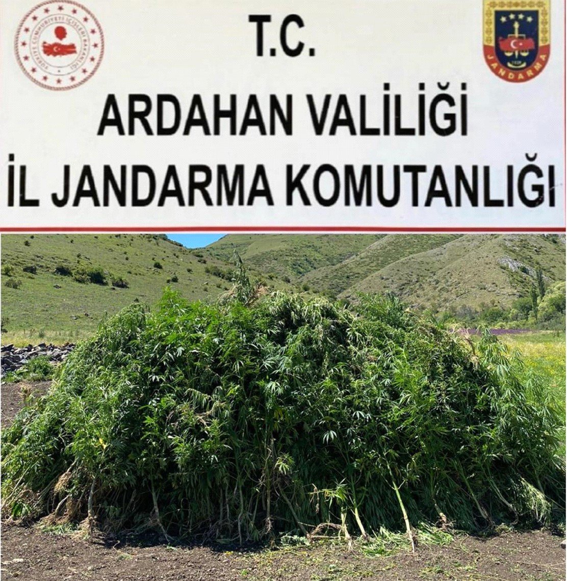 Ardahan’da arazide kendiliğinden yetişen 108 bin 512 kök hint keneviri imha edildi