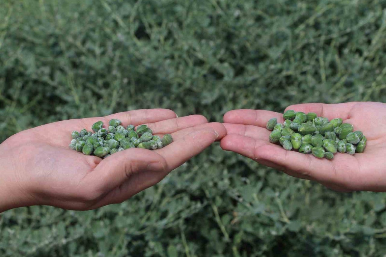 Batman’da ’kapari’ bitkisi kadınların geçim kaynağı oldu