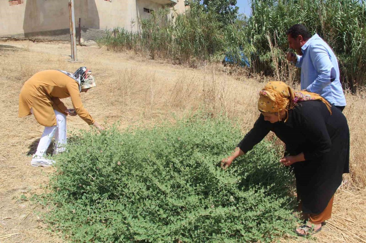 Batman’da ’kapari’ bitkisi kadınların geçim kaynağı oldu