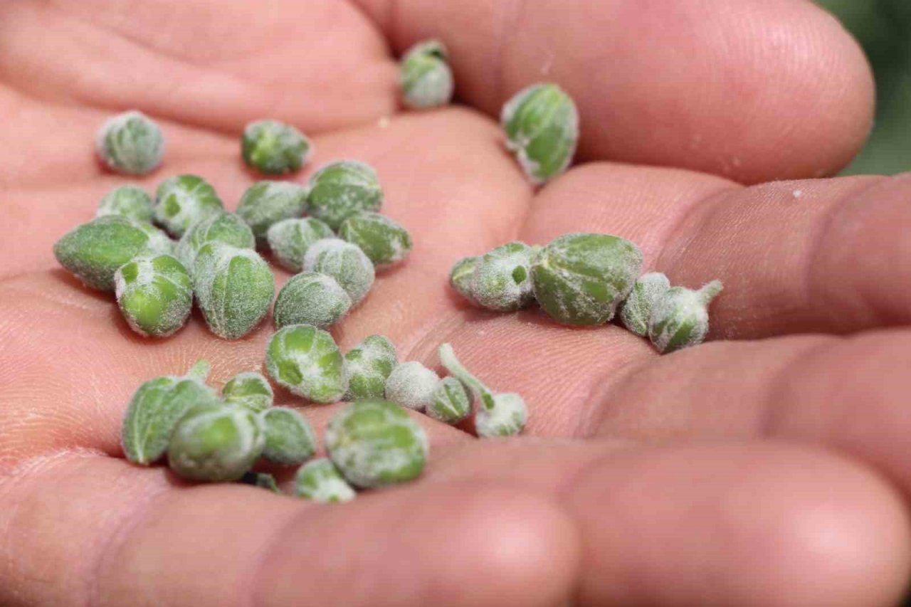 Batman’da ’kapari’ bitkisi kadınların geçim kaynağı oldu