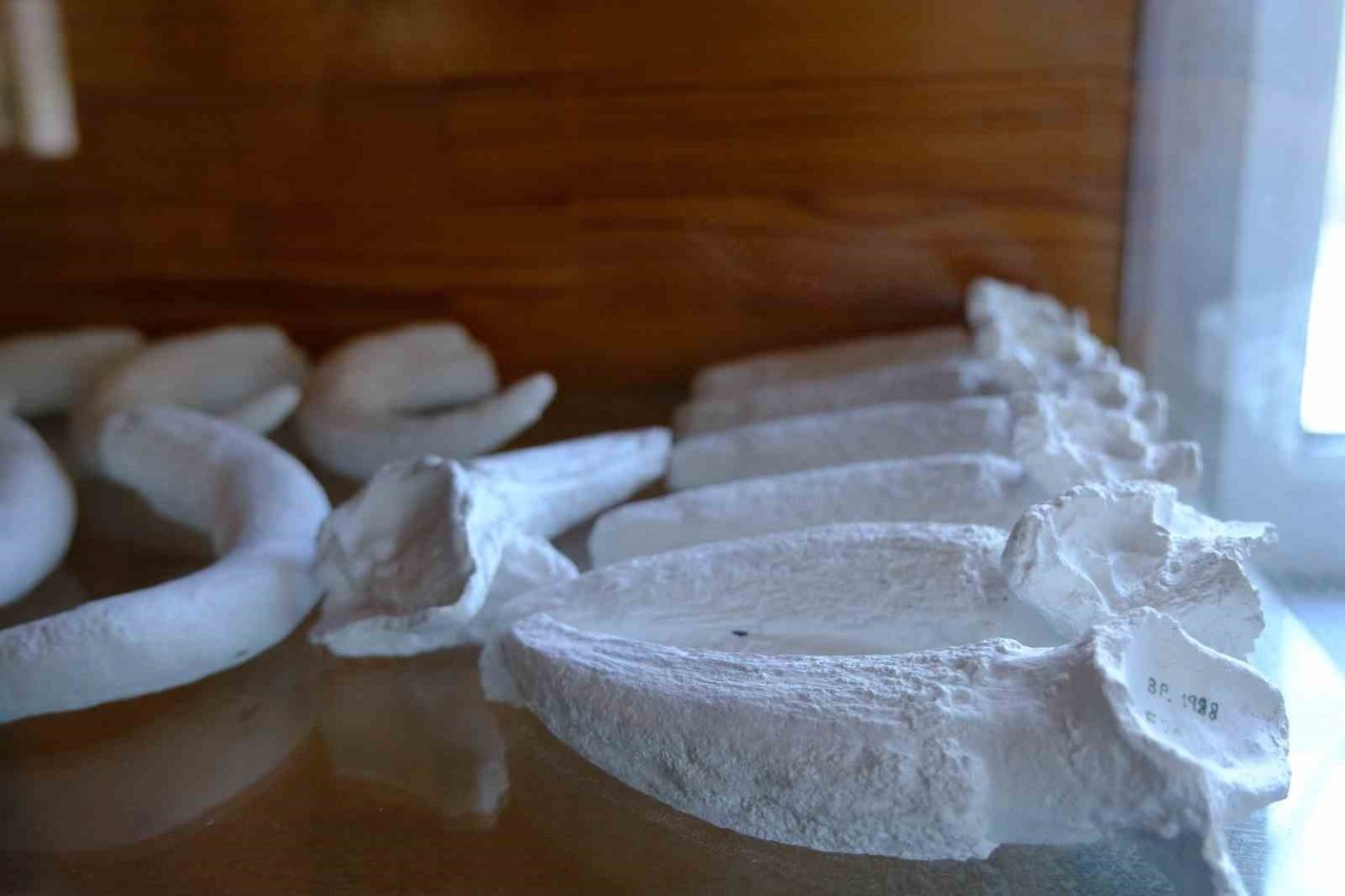 Yol çalışmalarında bulundu, Anadolu’nun milyonlarca yıllık geçmişine ışık tutuyor