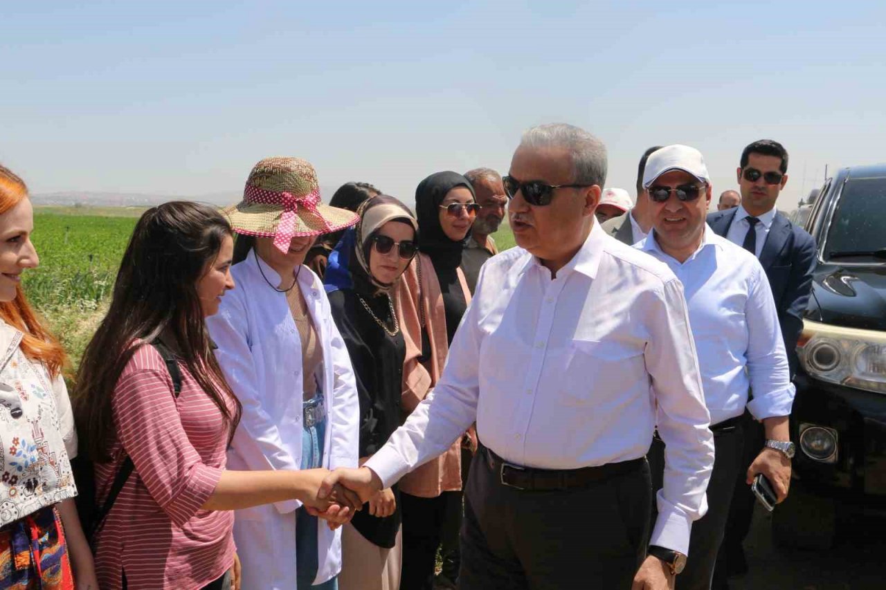 Diyarbakır’da karpuz hasadı başladı