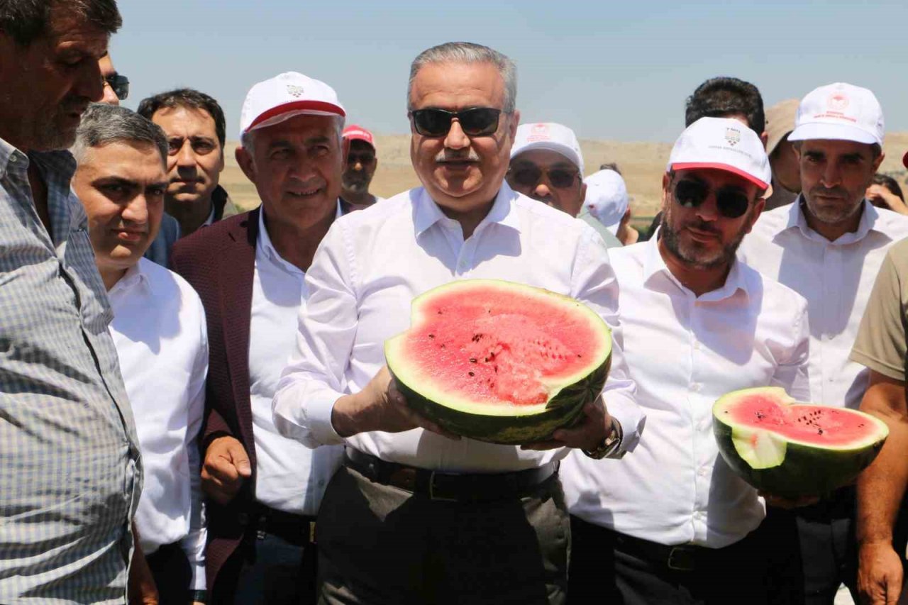 Diyarbakır’da karpuz hasadı başladı