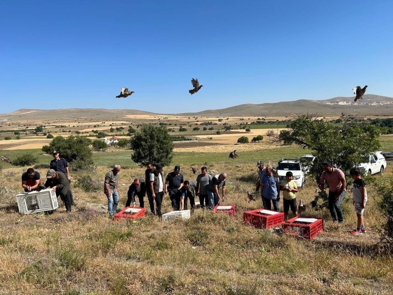 600 kınalı keklik doğaya salındı