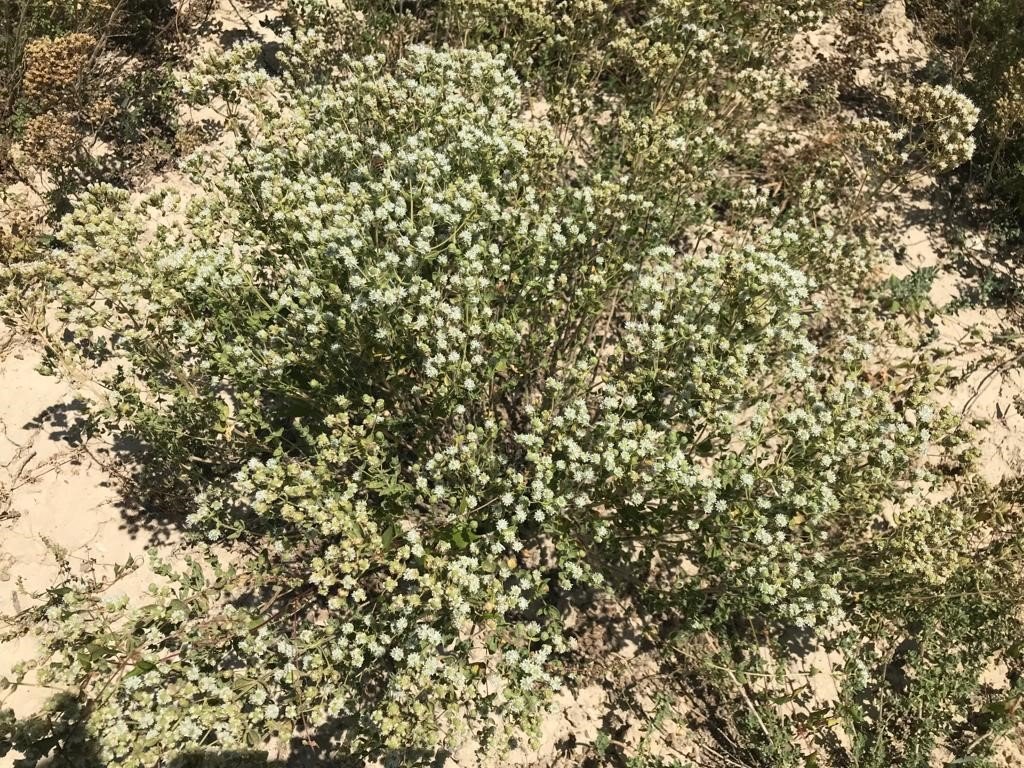 Denizli kekiğinde hasat sürüyor