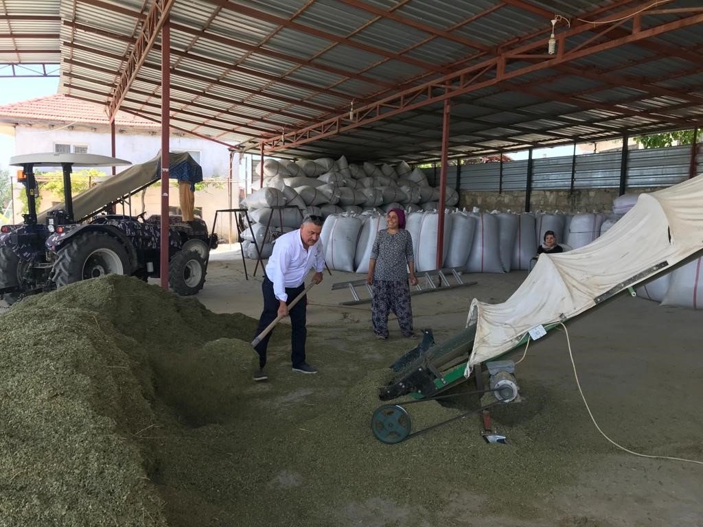 Denizli kekiğinde hasat sürüyor