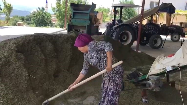 Denizli kekiğinde hasat sürüyor