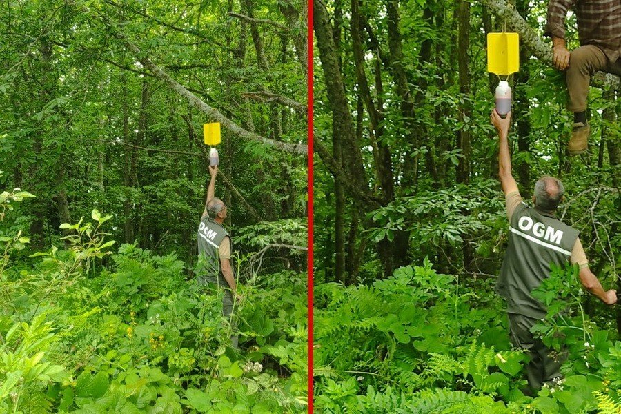 Düzce’de GAL arısıyla mücadelede yeni yöntem