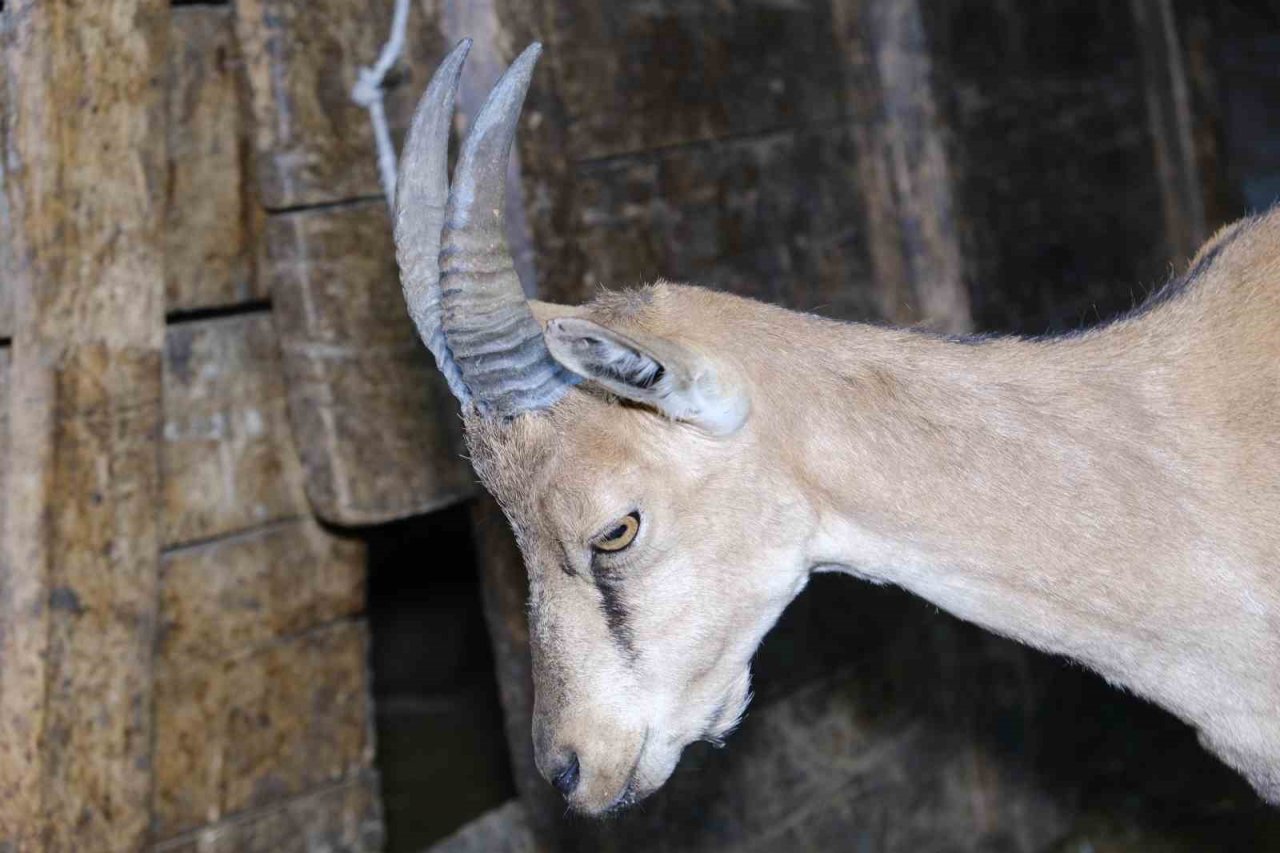 Erzincan’da buldukları yaralı yaban keçisini kendi keçi sürülerine katarak beslediler