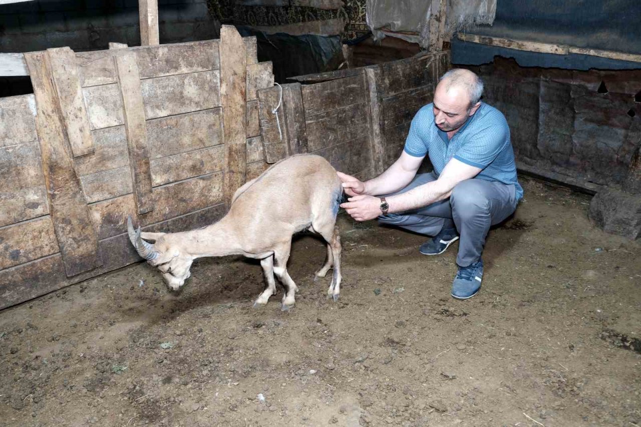 Erzincan’da buldukları yaralı yaban keçisini kendi keçi sürülerine katarak beslediler