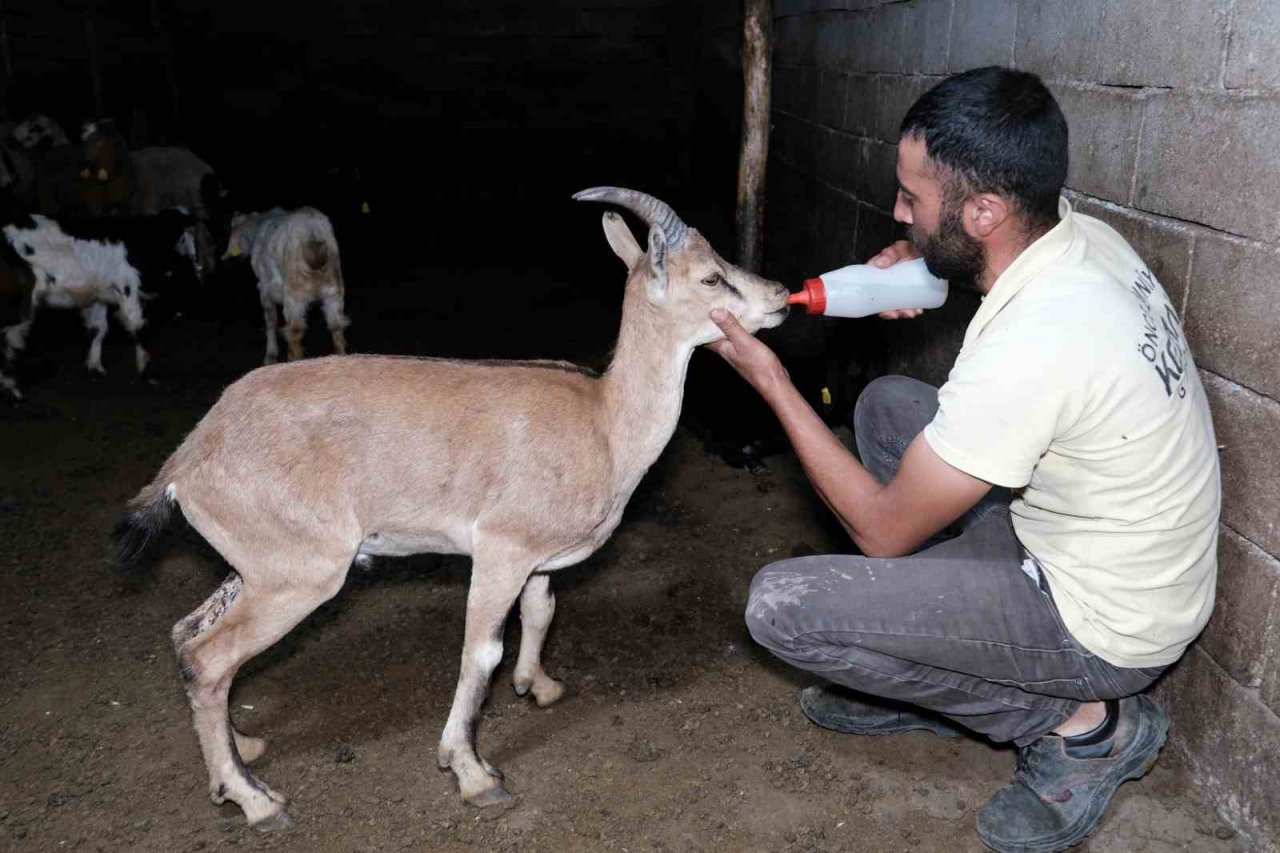 Erzincan’da buldukları yaralı yaban keçisini kendi keçi sürülerine katarak beslediler