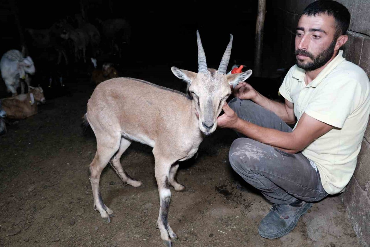 Erzincan’da buldukları yaralı yaban keçisini kendi keçi sürülerine katarak beslediler