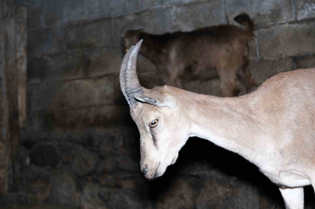 Erzincan’da buldukları yaralı yaban keçisini kendi keçi sürülerine katarak beslediler