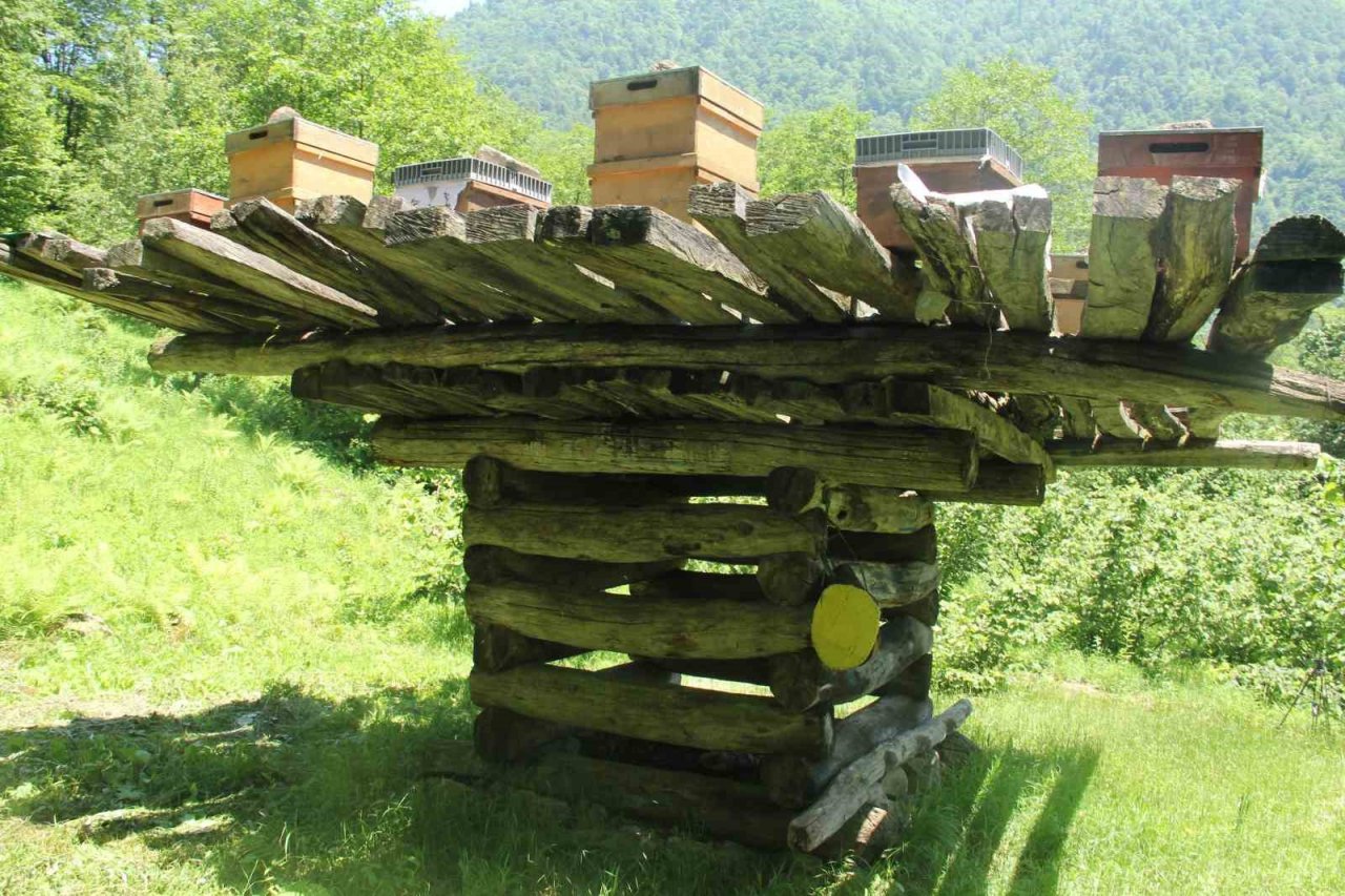 Giresun’da yüzyıllık arı çardakları tescillendi