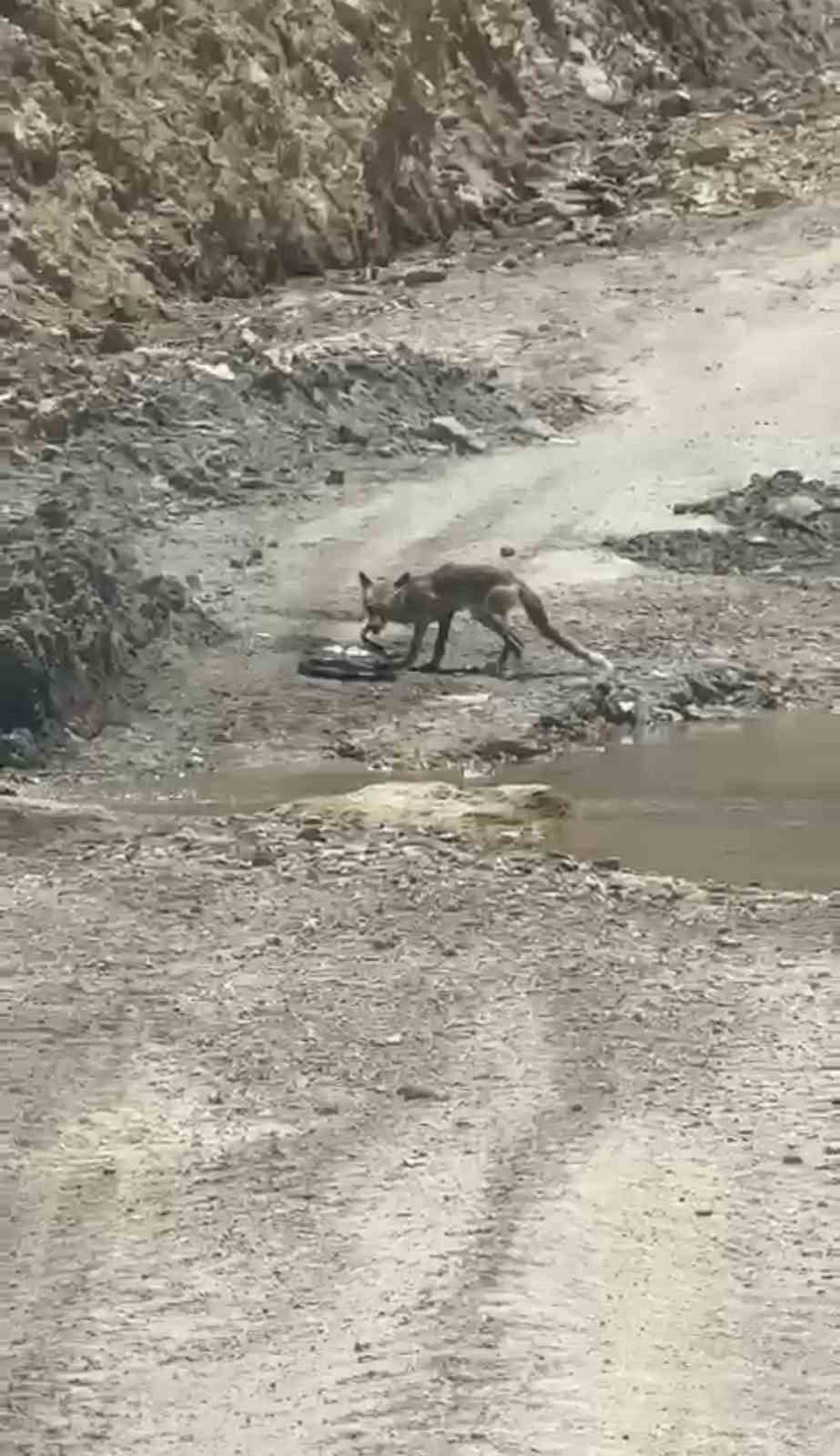 Tilki ile yılanın yaşam savaşı