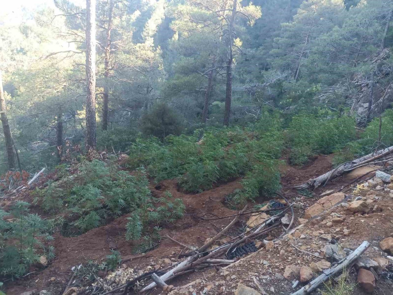 Ormana uyuşturucu ekmişler, polis tespit edip imha etti